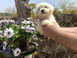 Maltese Terrier Yavrularım Sağlık Ve Ir Garantidli