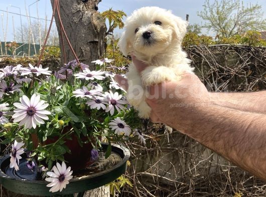 Maltese Terrier Yavrularım Sağlık Ve Ir Garantidli görsel