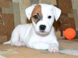 Show GÜZELLİKTE Maskeli Jack Russel Yavrular