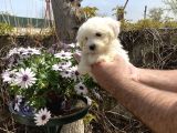 Maltese Terrier Yavrularım Sağlık Ve Ir Garantidli