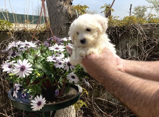 Maltese Terrier Yavrularım Sağlık Ve Ir Garantidli görsel