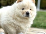 Chowchow Çi̇ftli̇ği̇nden Show Kalite Yavrular