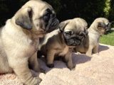 KUZEYPUPPİES GARANTİSİYLE PUG YAVRULARI