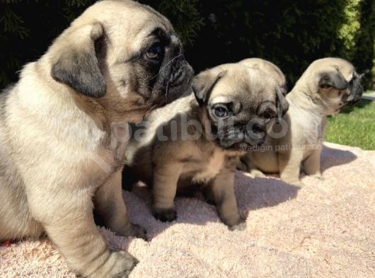 Kuzeypuppi̇es Garanti̇si̇yle Pug Yavrulari
