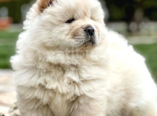Chowchow Çi̇ftli̇ği̇nden Show Kalite Yavrular görsel