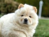 Chowchow Çi̇ftli̇ği̇nden Show Kalite Yavrular