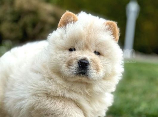 Chowchow Çi̇ftli̇ği̇nden Show Kalite Yavrular görsel