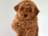 Safkan Red Toy Poodle Yavrular