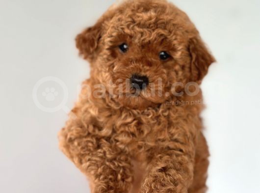 Safkan Red Toy Poodle Yavrular görsel