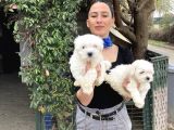 Maltese Terrier Yavrularım Sağlık Ve Ir Garantidli