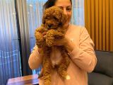 Sevimli Minyatür Poodle Yavrularimiz