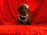 Teacup, 2 Kg Garantili Red Toypoodle Yavrumuz