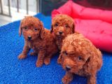 İstanbul Köpek Üreti̇m Çi̇ftli̇ği̇ Orji̇nal Yerli̇ Üreti̇m Toy Poodle Yavrular.