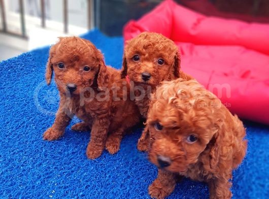 İstanbul Köpek Üreti̇m Çi̇ftli̇ği̇ Orji̇nal Yerli̇ Üreti̇m Toy Poodle Yavrular. görsel