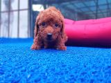 İstanbul Köpek Üreti̇m Çi̇ftli̇ği̇ Orji̇nal Yerli̇ Üreti̇m Toy Poodle Yavrular.