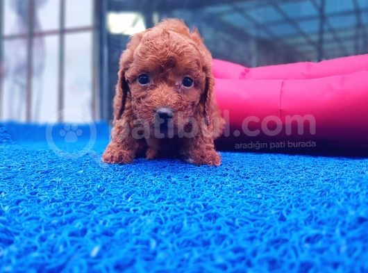 İstanbul Köpek Üreti̇m Çi̇ftli̇ği̇ Orji̇nal Yerli̇ Üreti̇m Toy Poodle Yavrular. görsel