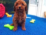 İstanbul Köpek Üreti̇m Çi̇ftli̇ği̇ Orji̇nal Yerli̇ Üreti̇m Toy Poodle Yavrular.