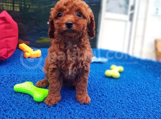 İstanbul Köpek Üreti̇m Çi̇ftli̇ği̇ Orji̇nal Yerli̇ Üreti̇m Toy Poodle Yavrular. görsel