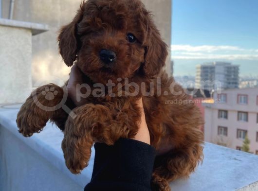 Red Brown Toy Poodle Yavrular