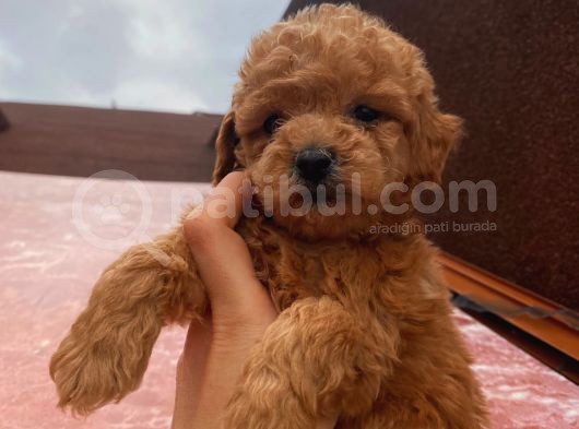 Muhteşem Red Brown Yavrular