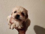 1 Dişi 1 Erkek 0 Numara Maltipoo Yavrularım