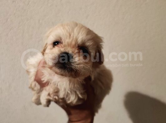 1 Dişi 1 Erkek 0 Numara Maltipoo Yavrularım görsel