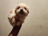 1 Dişi 1 Erkek 0 Numara Maltipoo Yavrularım