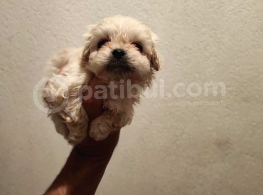 1 Dişi 1 Erkek 0 Numara Maltipoo Yavrularım görsel