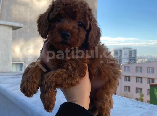 Red Brown Toy Poodle Yavrular görsel