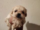 1 Dişi 1 Erkek 0 Numara Maltipoo Yavrularım