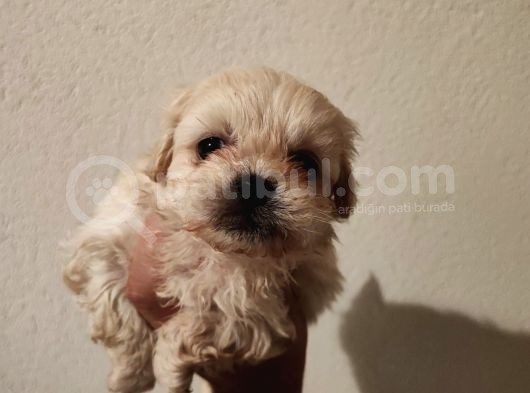 1 Dişi 1 Erkek 0 Numara Maltipoo Yavrularım görsel