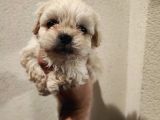 1 Dişi 1 Erkek 0 Numara Maltipoo Yavrularım