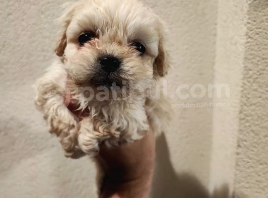 1 Dişi 1 Erkek 0 Numara Maltipoo Yavrularım görsel