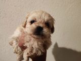 1 Dişi 1 Erkek 0 Numara Maltipoo Yavrularım