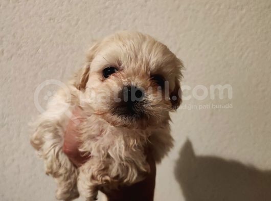 1 Dişi 1 Erkek 0 Numara Maltipoo Yavrularım