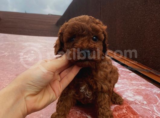Red Brown Toy Poodle Yavrular görsel