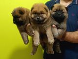 Chow Chow (Çin Aslanı)
