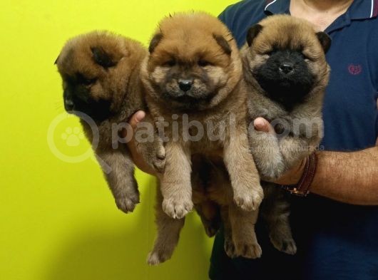 Chow Chow (Çin Aslanı)