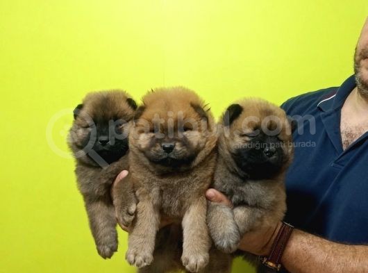Chow Chow (Çin Aslanı) görsel