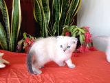 Scottish Fold Yavrular