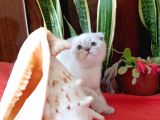 Scottish Fold Yavrular