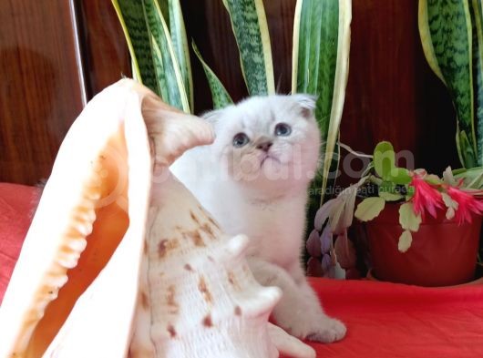 Scottish Fold Yavrular görsel