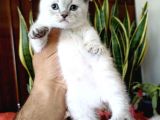 Scottish Fold Yavrular