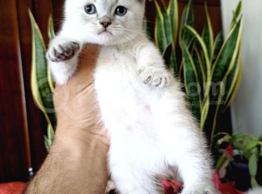 Scottish Fold Yavrular