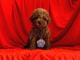 Safkan toy poodle yavrularımız