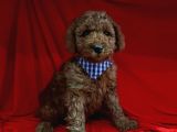 Safkan Toy Poodle Yavrularımız