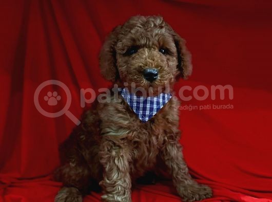 Safkan Toy Poodle Yavrularımız görsel