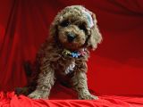 Safkan Toy Poodle Yavrularımız