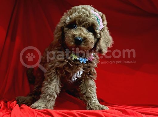 Safkan Toy Poodle Yavrularımız görsel