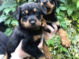 Irk Garantili Muhteşem Rottweiler Yavrularımız